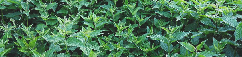 Ortica (Urtica dioica) Ortica (Urtica dioica)