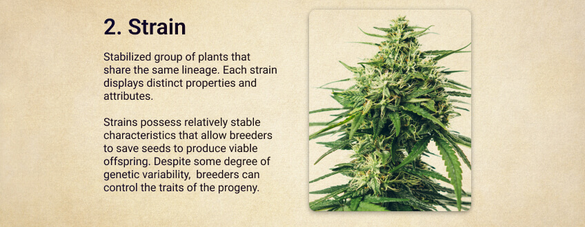 Strain