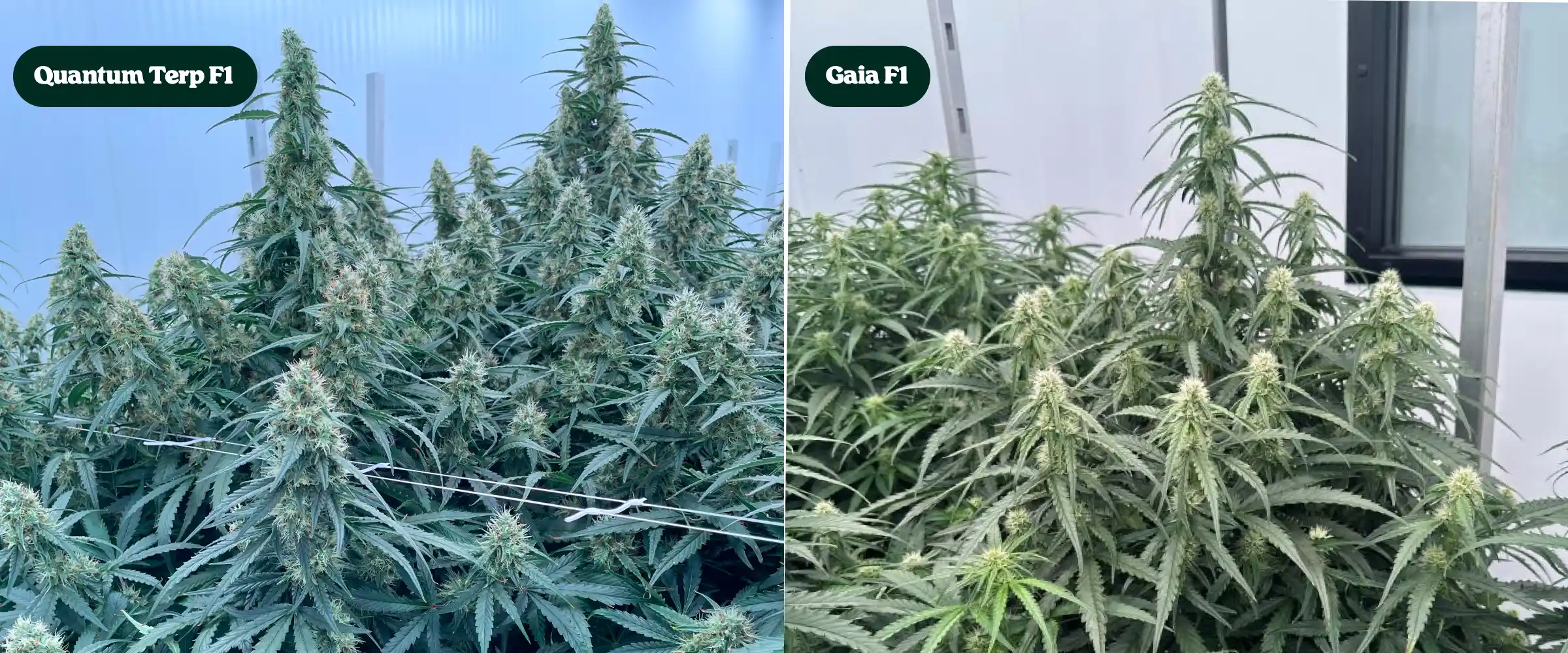 Confronto fianco a fianco tra piante di cannabis Quantum Terp F1 e Gaia F1 in fioritura, con alte cole resinose, chiome verdi dense e strutture floreali mature.