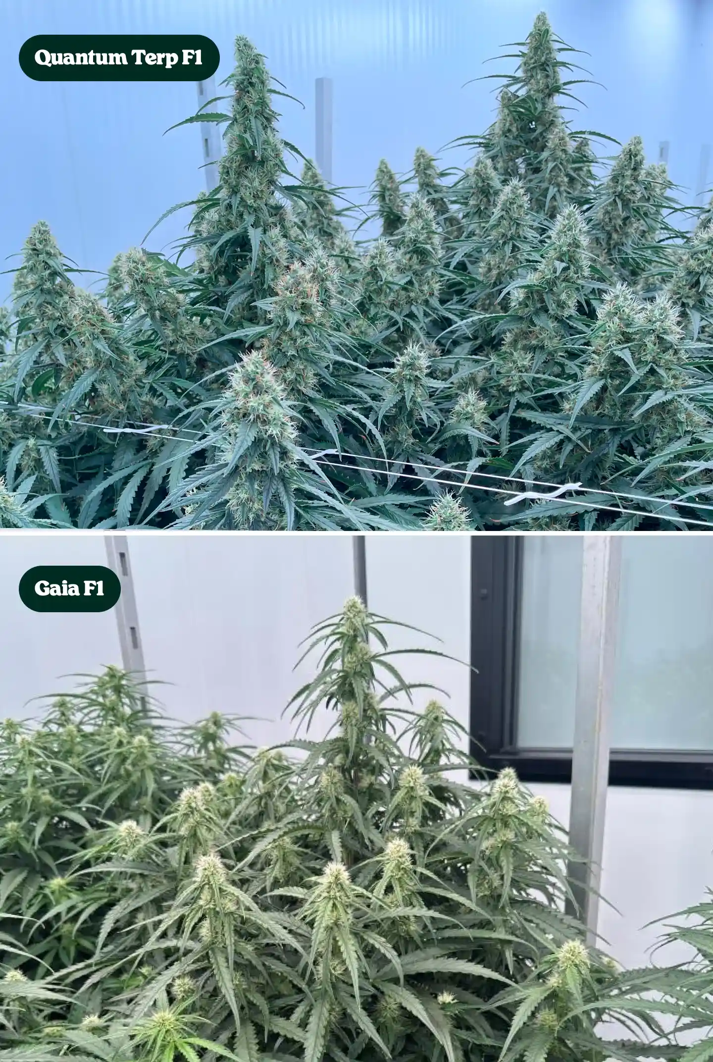 Confronto fianco a fianco tra piante di cannabis Quantum Terp F1 e Gaia F1 in fioritura, con alte cole resinose, chiome verdi dense e strutture floreali mature.