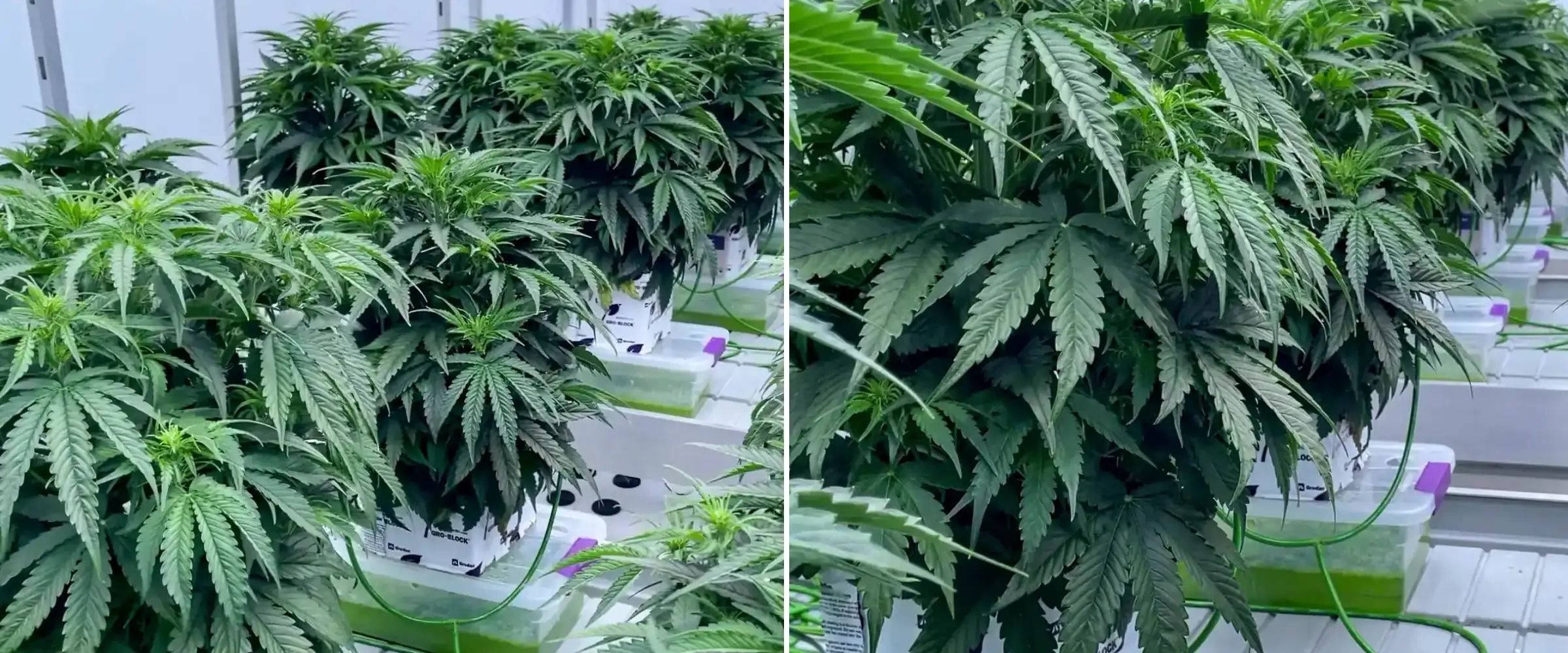 Piante di cannabis che crescono in blocchi di lana di roccia durante una prova controllata, con fitto fogliame verde, linee di irrigazione, vassoi idroponici e sano sviluppo iniziale della fioritura.