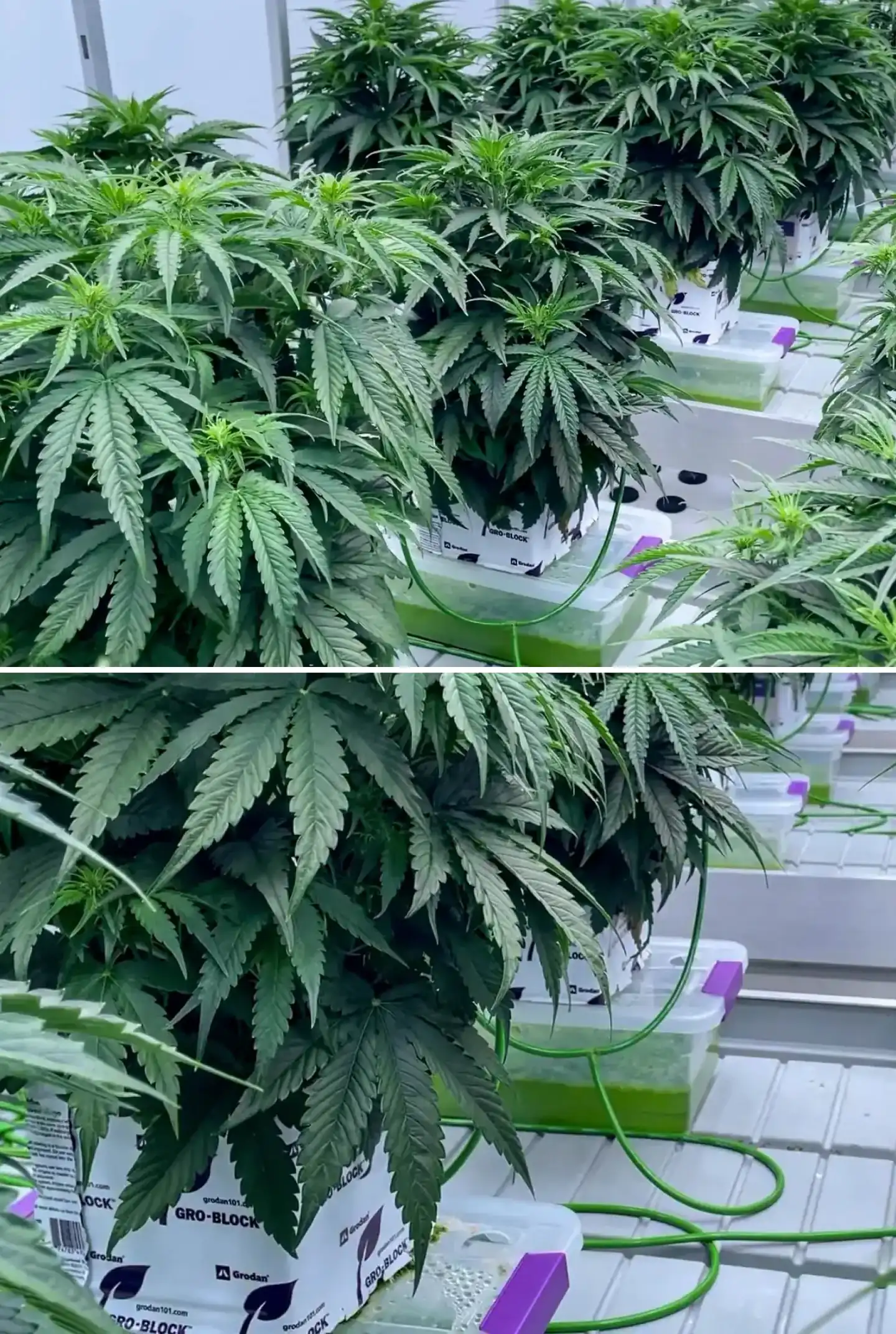 Piante di cannabis che crescono in blocchi di lana di roccia durante una prova controllata, con fitto fogliame verde, linee di irrigazione, vassoi idroponici e sano sviluppo iniziale della fioritura.