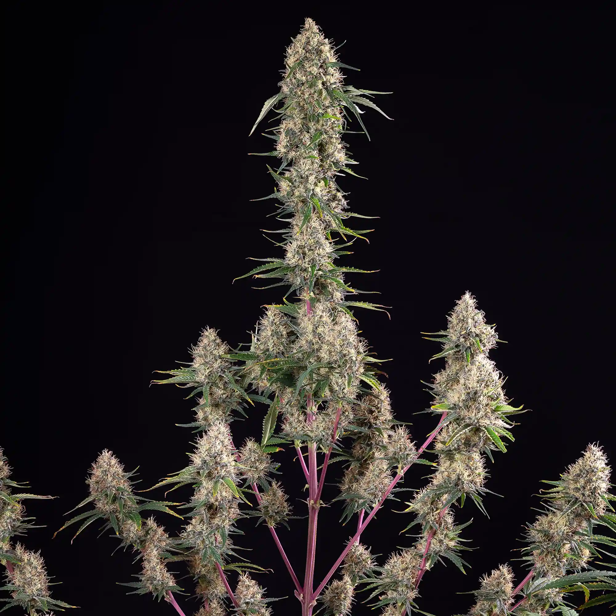 Sundae Driver Sundae Driver