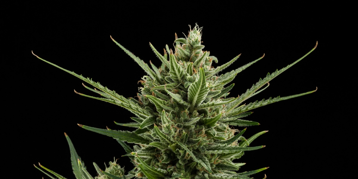 Sweet Skunk Auto: crescita compatta con resa competitiva Cima di cannabis Sweet Skunk Auto con fiori densi e resinosi, foglie zuccherine verdi, pistilli arancioni e crescita compatta su sfondo scuro.