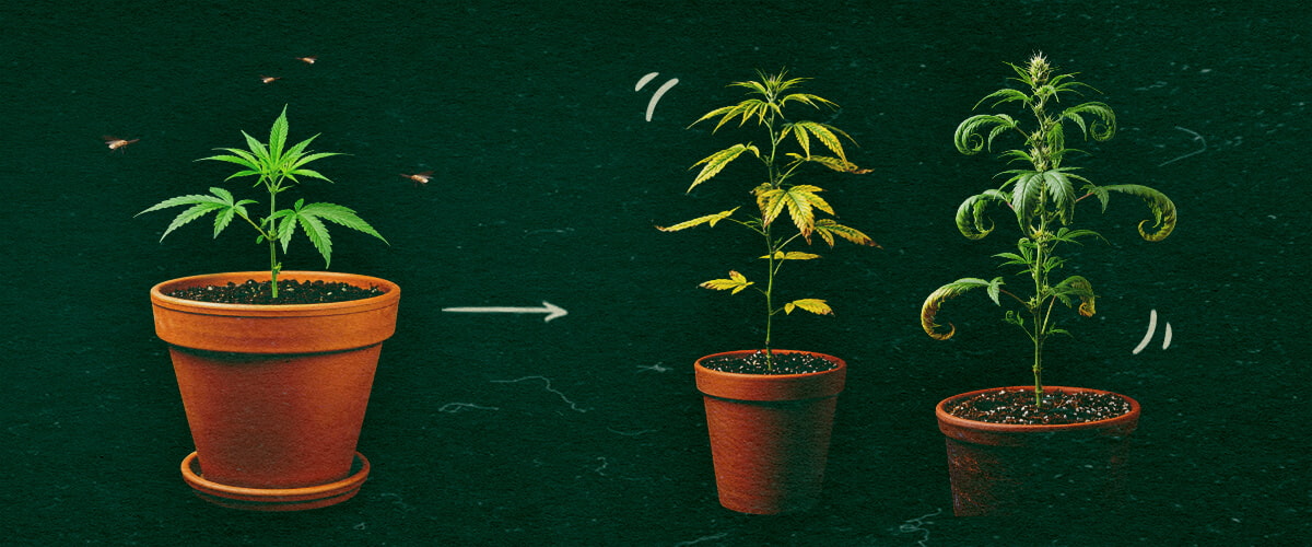 Sintomi di CCYV nelle piante di cannabis Tre piante di cannabis in vaso che mostrano sintomi di CCYV con foglie ingiallite e arricciate su sfondo verde.
