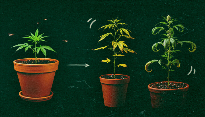 Sintomi di CCYV nelle piante di cannabis Tre piante di cannabis in vaso che mostrano sintomi di CCYV con foglie ingiallite e arricciate su sfondo verde.