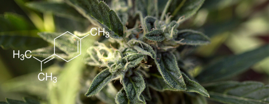 Cannabis Terpenolene terpene