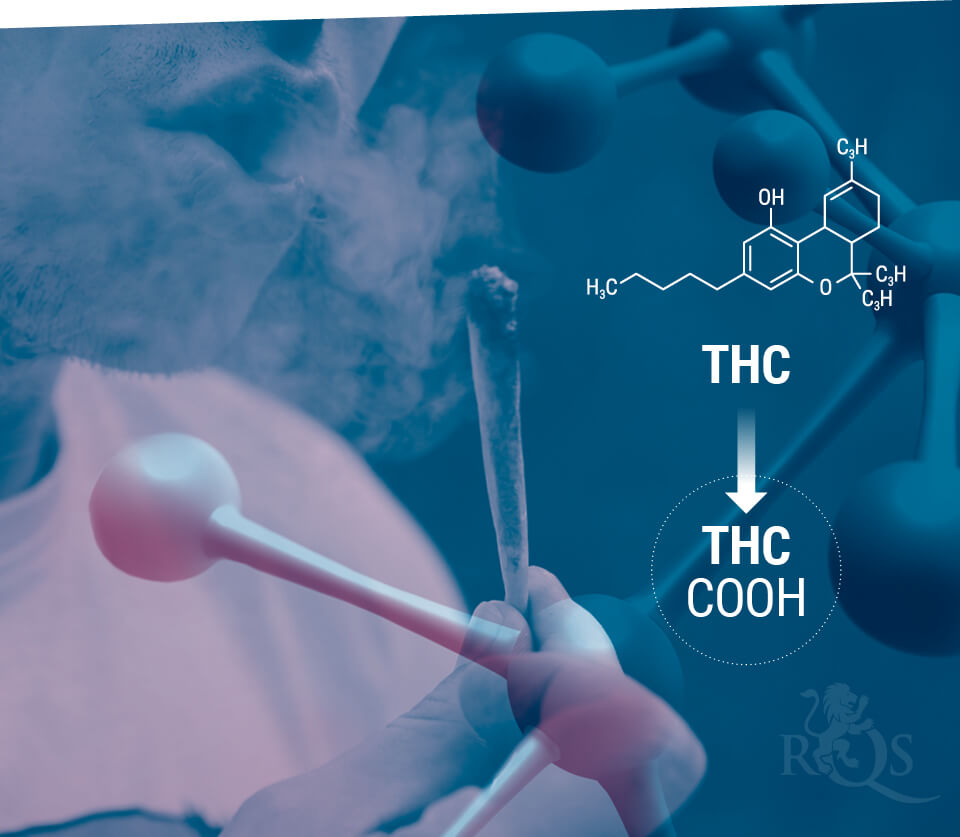 Come viene immagazzinato e metabolizzato il THC