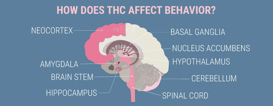 How THC affect behavior How THC affect behavior