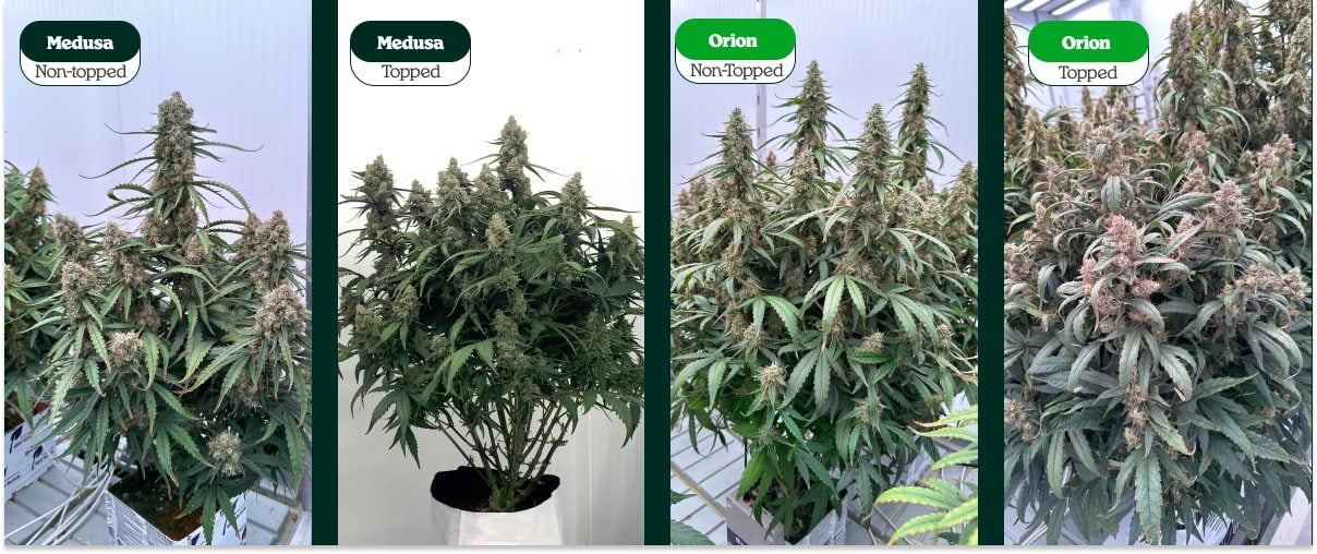 Confronto tra piante di cannabis con topping e senza topping (Medusa e Orion): una cima principale vs più cime
