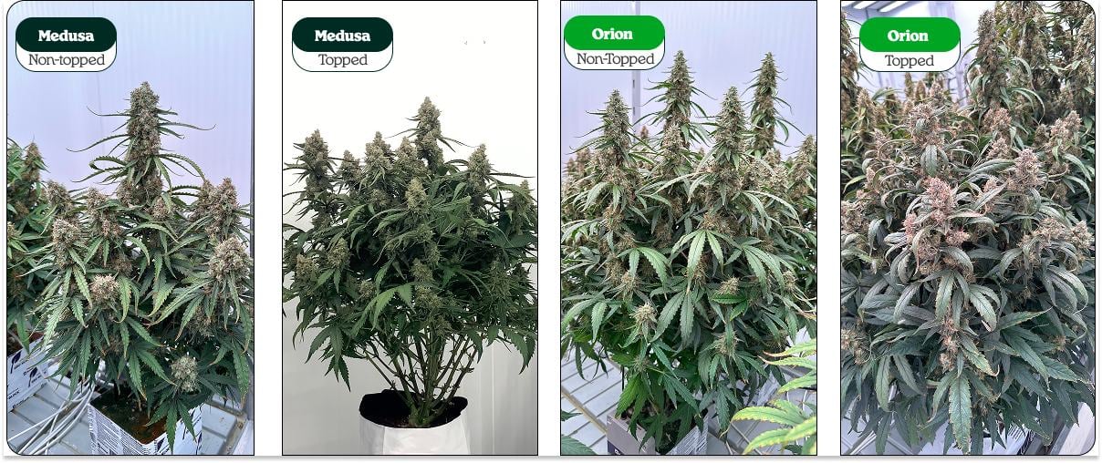 Confronto tra piante di cannabis con topping e senza topping (Medusa e Orion): una cima principale vs più cime