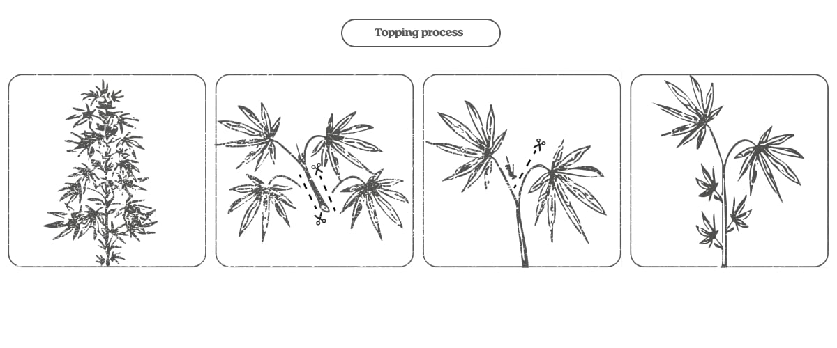 Diagramma del processo di topping nella cannabis: tagliare l’apice per stimolare due germogli principali e più cime