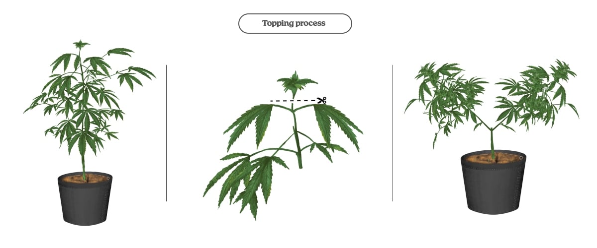 Diagramma del processo di topping nella cannabis: tagliare l’apice per stimolare due germogli principali e più cime