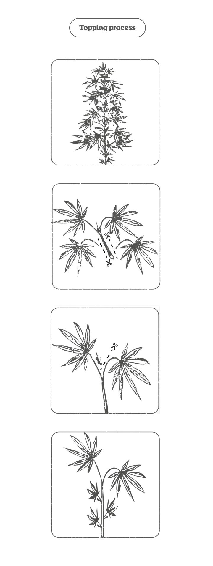 Diagramma del processo di topping nella cannabis: tagliare l’apice per stimolare due germogli principali e più cime