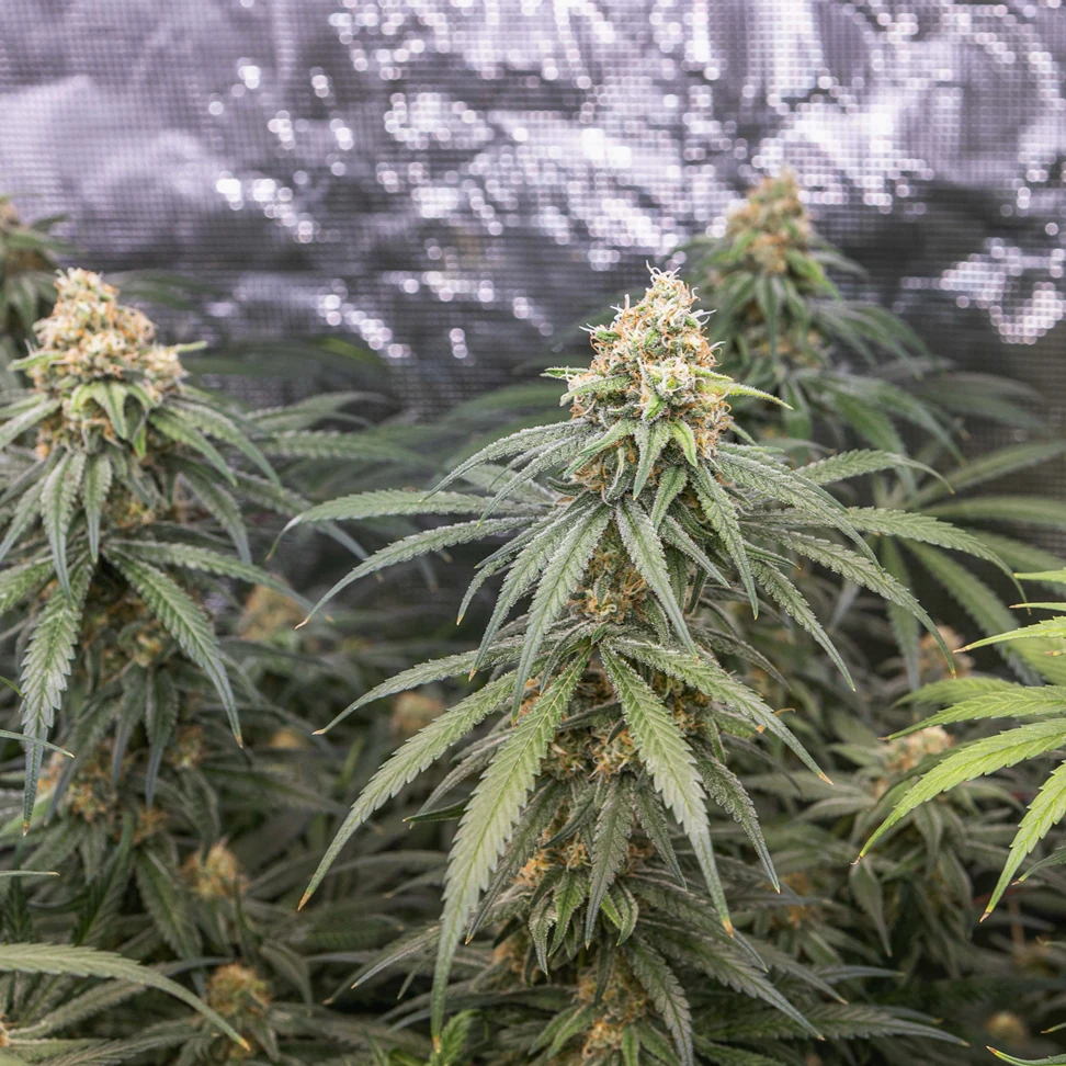 Tangie