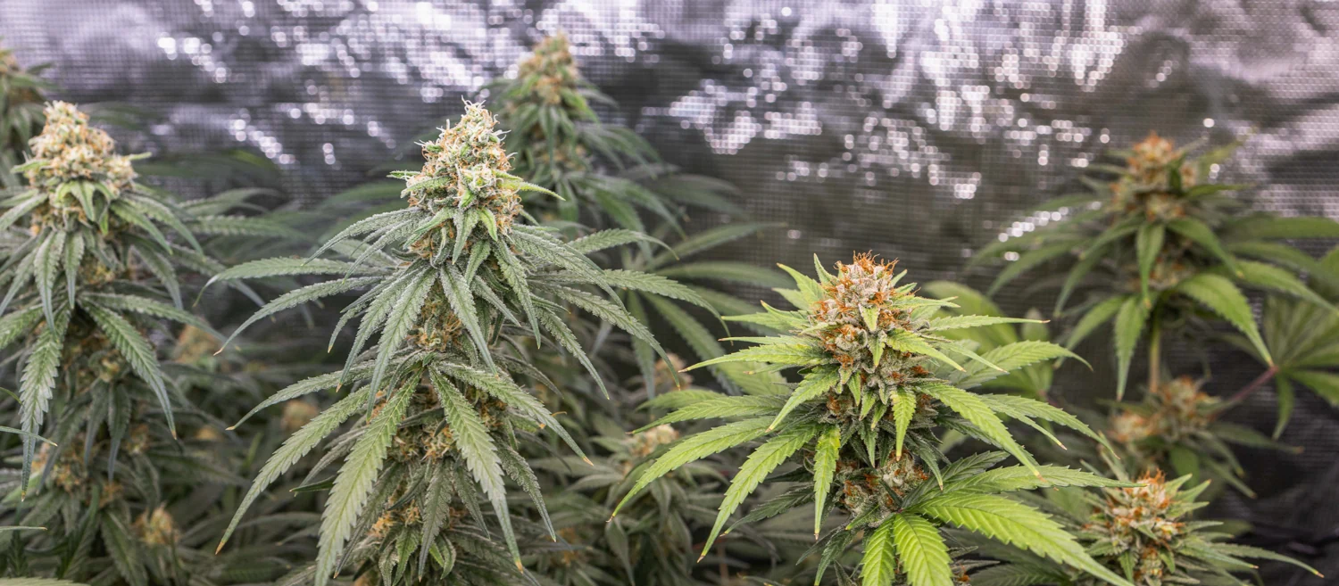 Tangie