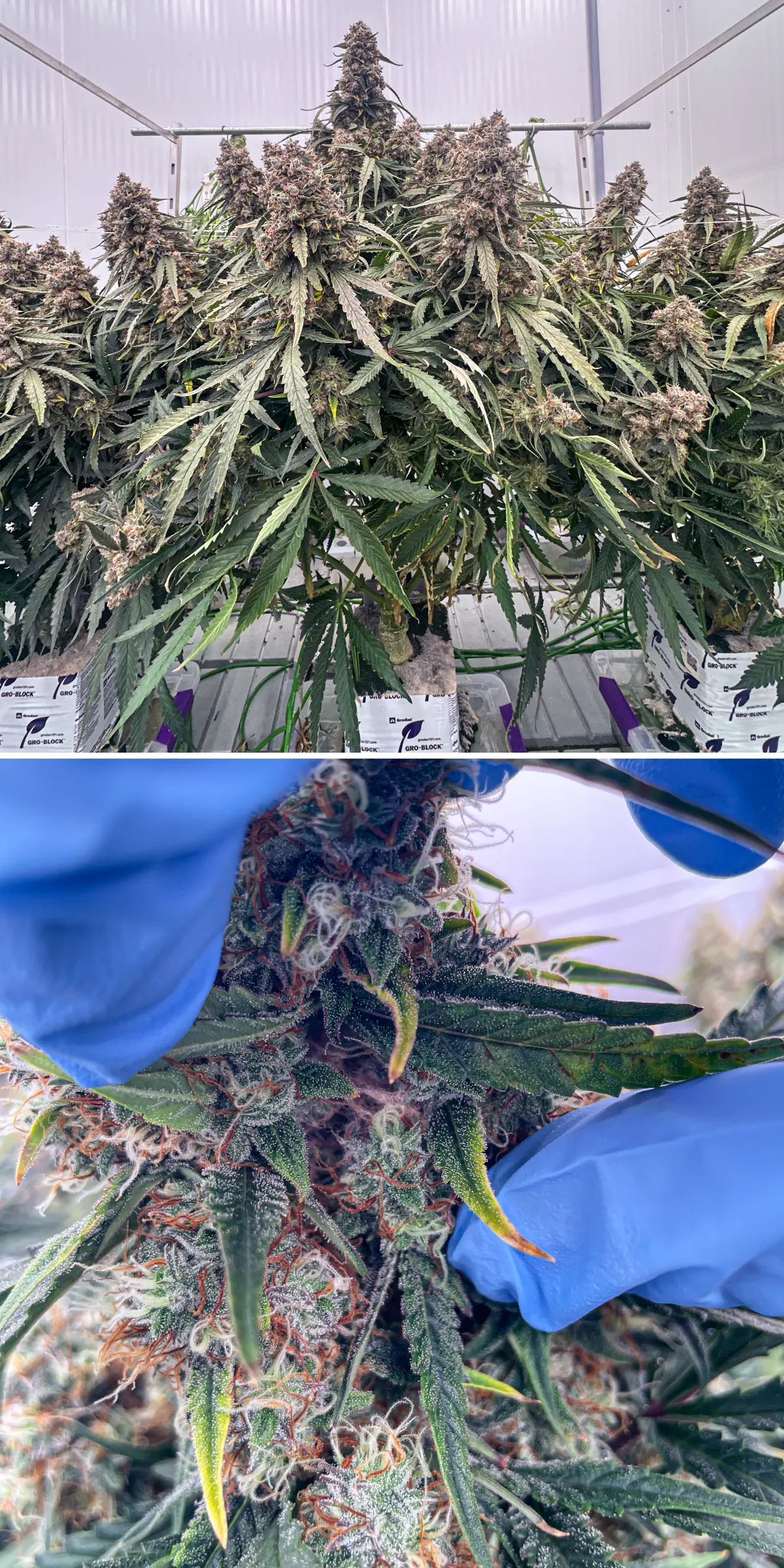 Piante di cannabis in fase avanzata di fioritura durante una prova controllata in lana di roccia, con cole dense e resinose, tricomi ghiacciati, pistilli arancioni e ispezione ravvicinata dei fiori per l’analisi dei terpeni.