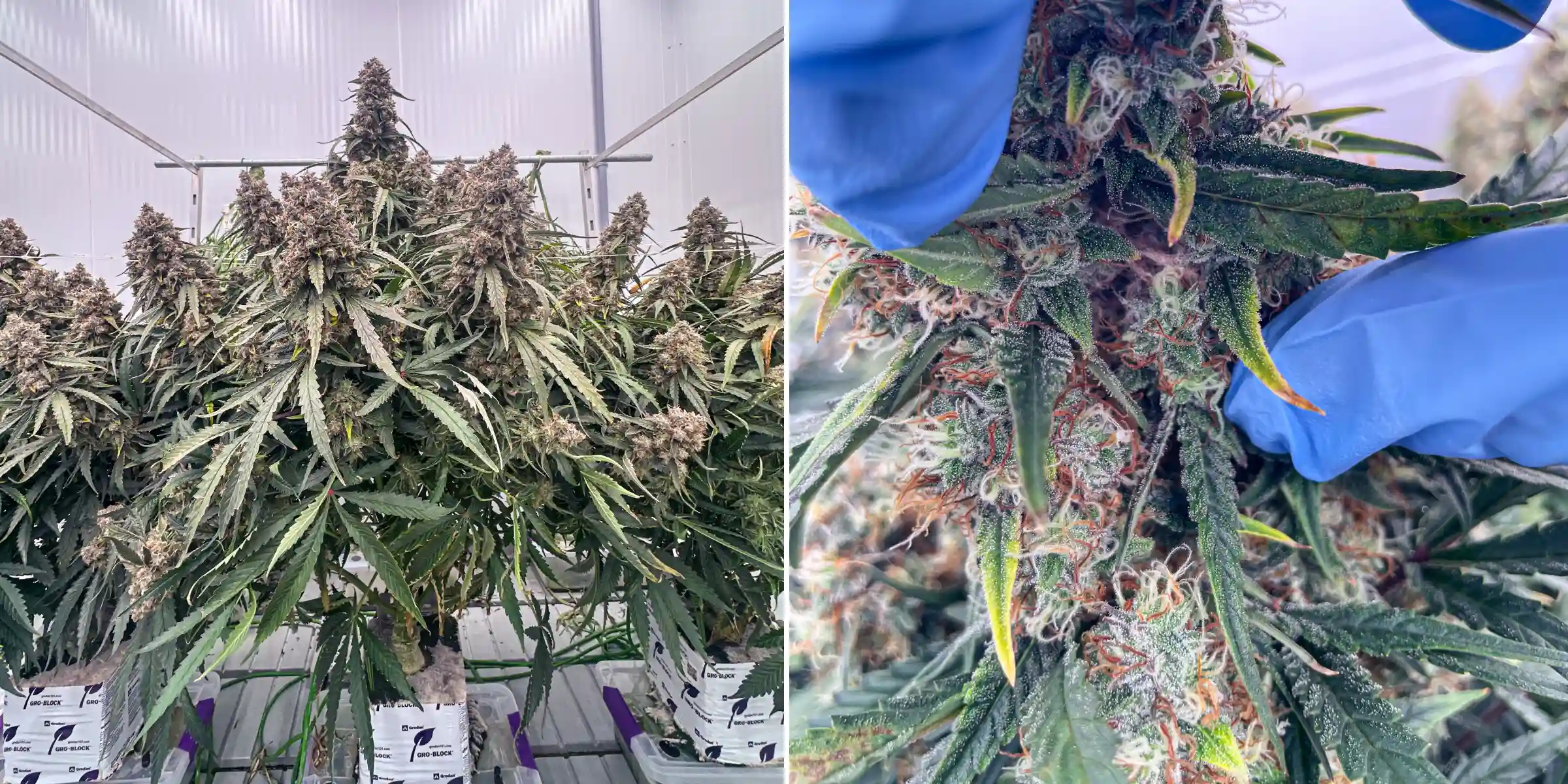 Analisi dei terpeni della cannabis: primo piano di un fiore resinoso Piante di cannabis in fase avanzata di fioritura durante una prova controllata in lana di roccia, con cole dense e resinose, tricomi ghiacciati, pistilli arancioni e ispezione ravvicinata dei fiori per l’analisi dei terpeni.