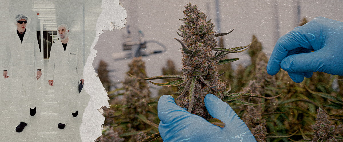 Guida SOP Ibridi Cannabis F1 CRIC Labs Un'illustrazione di ibridi di cannabis F1 uniformi che crescono in un ambiente controllato di CRIC Labs, evidenziando la consistenza in dimensioni, forma, potenza e sapore, su uno sfondo verde.