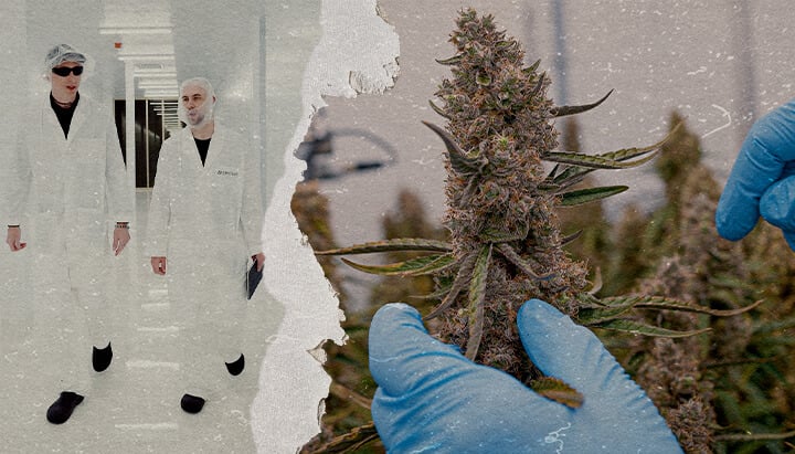 Guida SOP Ibridi Cannabis F1 CRIC Labs Un'illustrazione di ibridi di cannabis F1 uniformi che crescono in un ambiente controllato di CRIC Labs, evidenziando la consistenza in dimensioni, forma, potenza e sapore, su uno sfondo verde.
