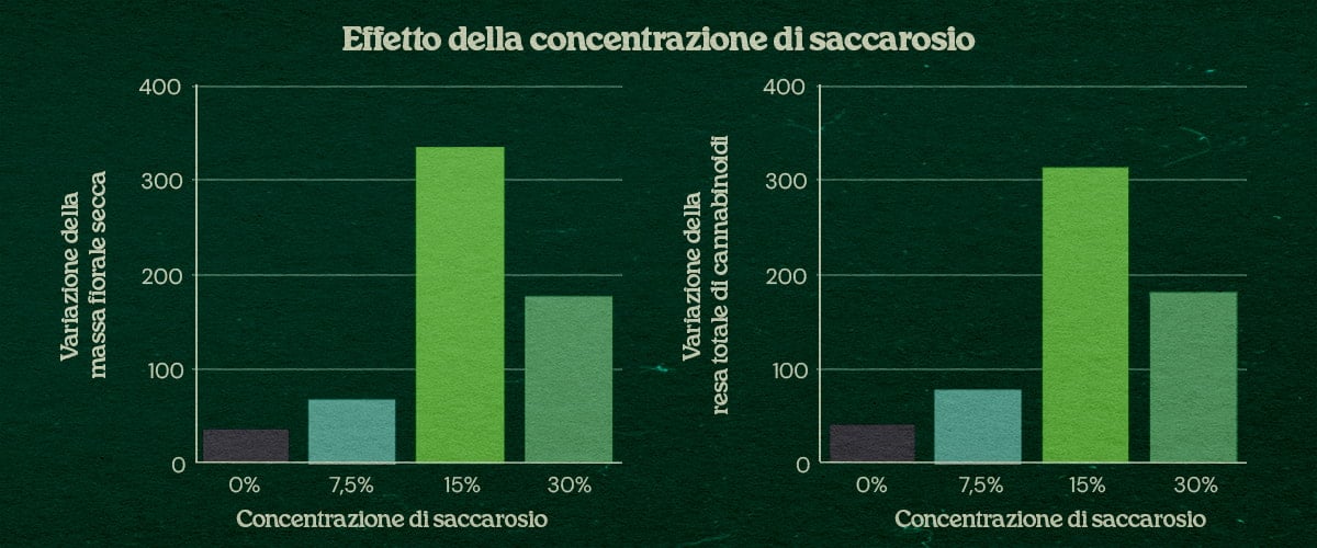 Grafico effetto concentrazione saccarosio con tecnica PSIS fino a +31% peso secco fiori e +34% resa cannabinoidi con saccarosio 15% fino 30%
