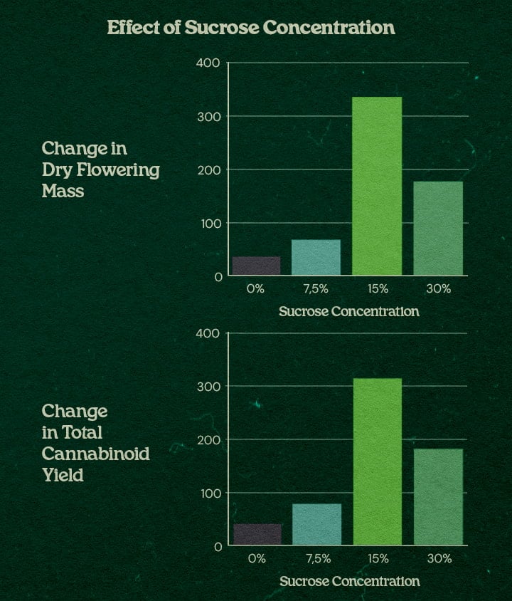 Grafico effetto concentrazione saccarosio con tecnica PSIS fino a +31% peso secco fiori e +34% resa cannabinoidi con saccarosio 15% fino 30%