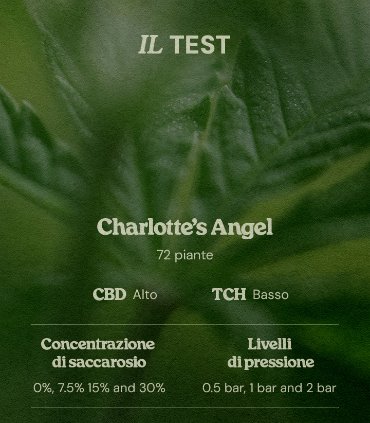 Design test PSIS Charlotte’s Angel 72 piante alto CBD basso THC concentrazioni saccarosio 0% 7.5% 15% 30% e pressioni 0.5 bar 1 bar 2 bar