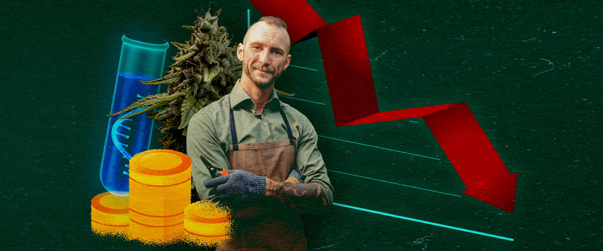 Impatto Economico sui Coltivatori di Cannabis Coltivatore di cannabis con provetta, monete e grafico rosso discendente su sfondo verde, mostrando impatto economico.