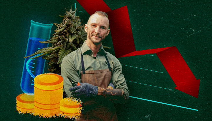 Impatto Economico sui Coltivatori di Cannabis Coltivatore di cannabis con provetta, monete e grafico rosso discendente su sfondo verde, mostrando impatto economico.