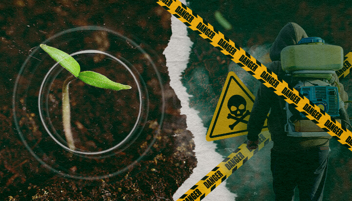 Il contrasto tra la crescita sana delle piante e i pericoli dei fungicidi sintetici nell'agricoltura moderna, evidenziando la necessità di alternative organiche.