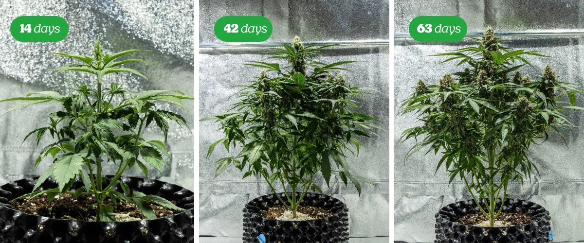 Fioritura della cannabis | Sviluppo delle cime Pianta di cannabis in fase di fioritura con diverse cime resinose su sfondo nero