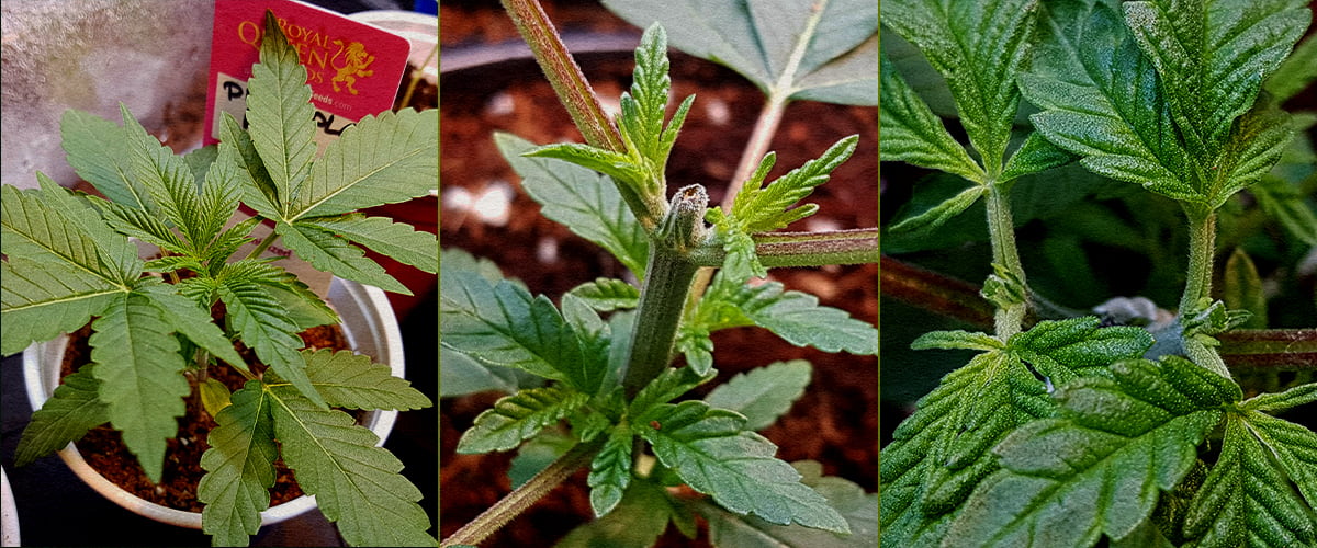 Collage in 5 passaggi su come cimare la cannabis: piantina, taglio dell’apice, fusto post-taglio, nuova crescita con tutore, ramificazione iniziale.