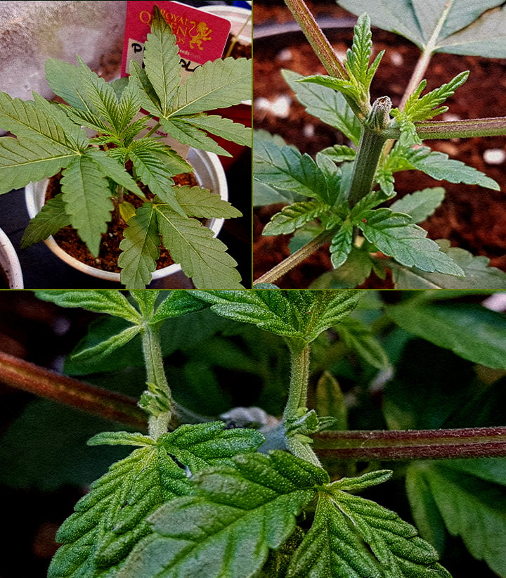 Collage in 5 passaggi su come cimare la cannabis: piantina, taglio dell’apice, fusto post-taglio, nuova crescita con tutore, ramificazione iniziale.