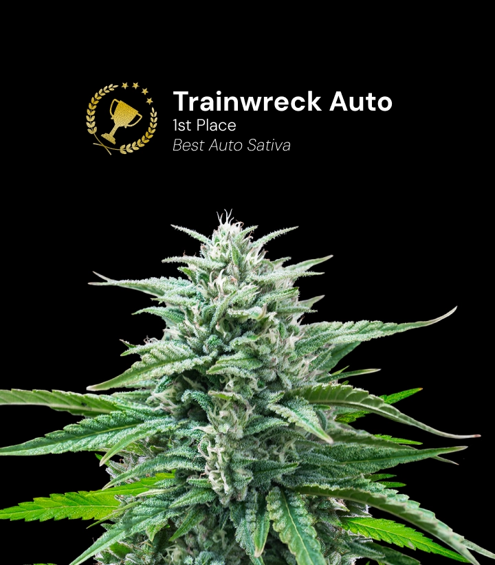 Trainwreck Auto, varietà di cannabis premiata Scopri Trainwreck Auto, una varietà di cannabis autofiorente premiata che ha vinto il 1º posto nella categoria Best Auto Sativa.