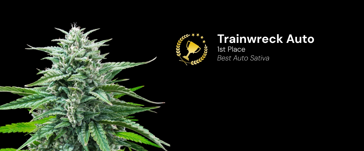 Trainwreck Auto, varietà di cannabis premiata Scopri Trainwreck Auto, una varietà di cannabis autofiorente premiata che ha vinto il 1º posto nella categoria Best Auto Sativa.