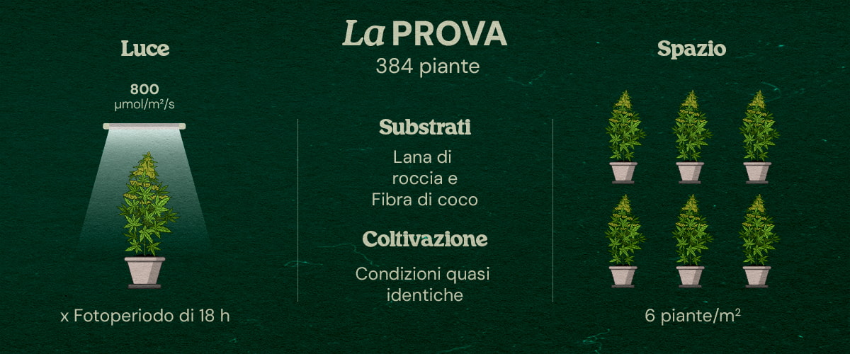 Prova Gaia F1 Cannabis: 384 Piante in Lana di Roccia e Cocco Infografica della prova Gaia F1 sul cannabis con 384 piante sotto luce LED 800 μmol/m²/s, fotoperiodo 18h, substrati lana di roccia e cocco, condizioni quasi identiche, 6 piante/m².