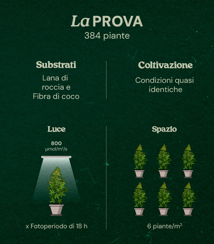 Prova Gaia F1 Cannabis: 384 Piante in Lana di Roccia e Cocco Infografica della prova Gaia F1 sul cannabis con 384 piante sotto luce LED 800 μmol/m²/s, fotoperiodo 18h, substrati lana di roccia e cocco, condizioni quasi identiche, 6 piante/m².