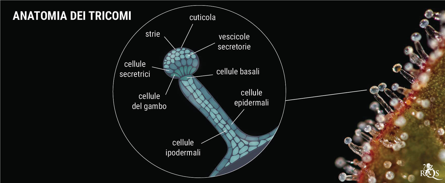 Genetiche: La chiave per Ottenere Cime Resinose