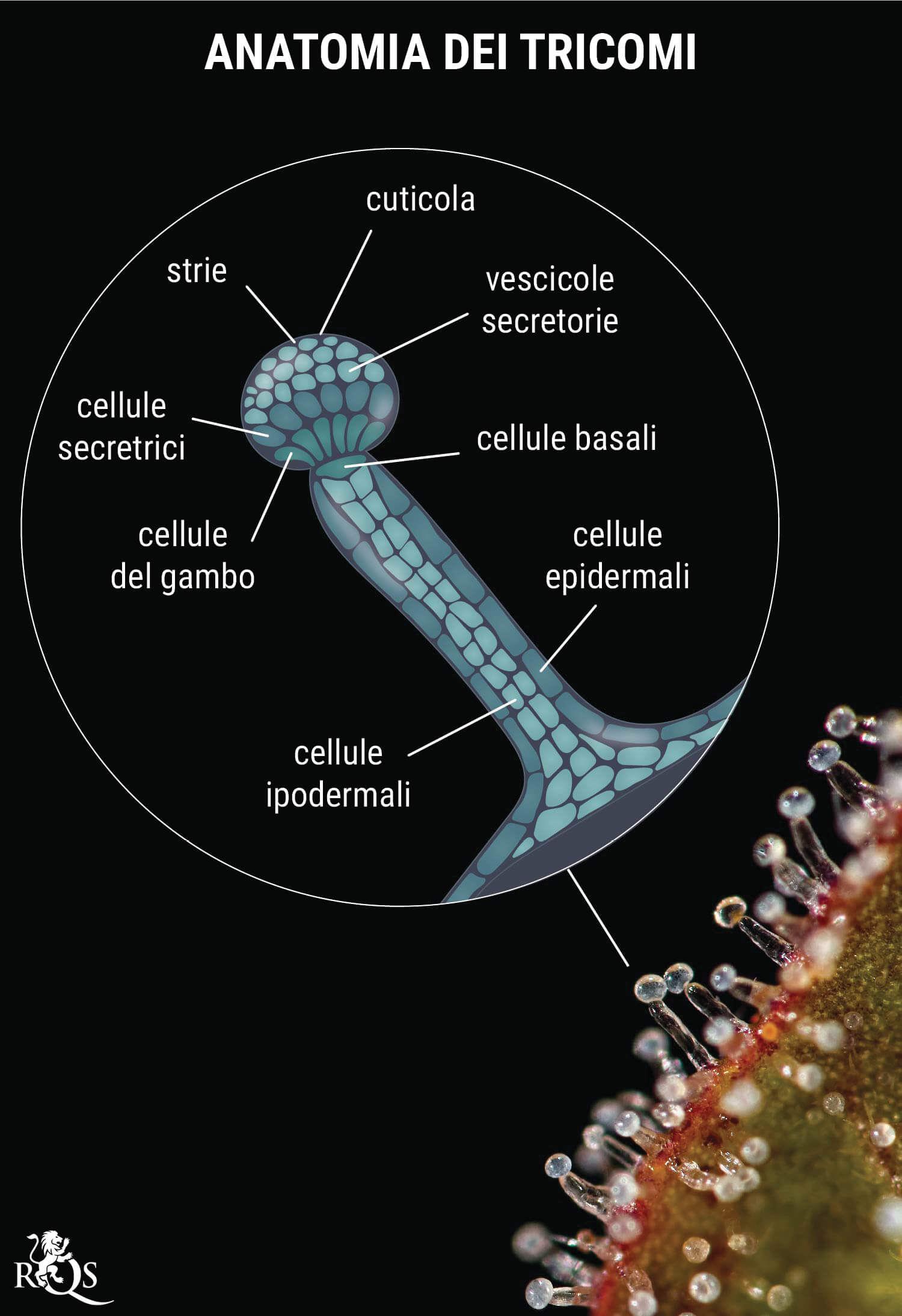 Genetiche: La chiave per Ottenere Cime Resinose