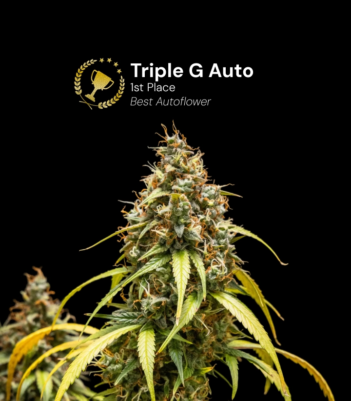 Triple G Auto, varietà di cannabis premiata Scopri Triple G Auto, una varietà di cannabis autofiorente e premiata, con cime resinose e un impressionante potenziale di crescita.