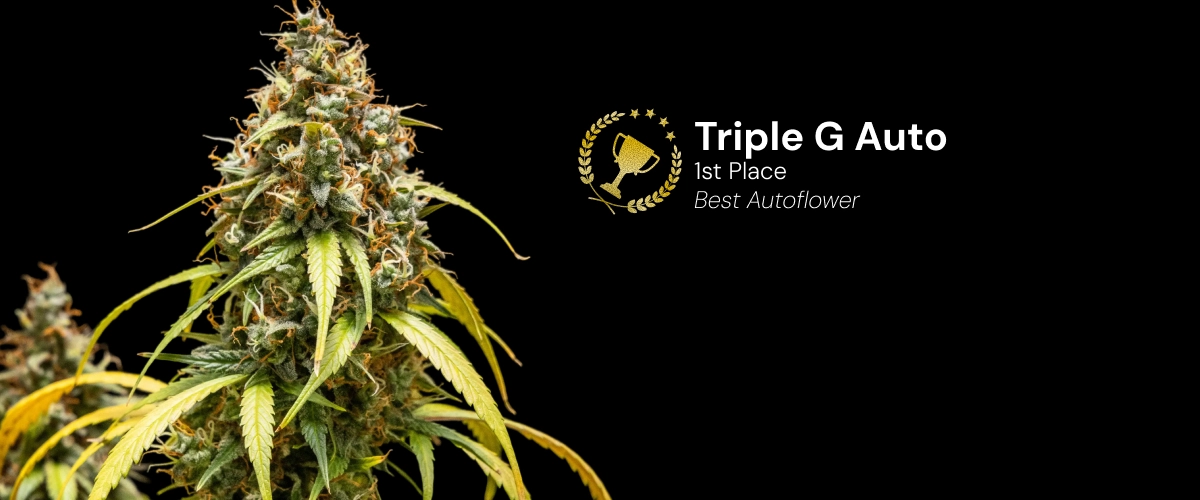 Triple G Auto, varietà di cannabis premiata Scopri Triple G Auto, una varietà di cannabis autofiorente e premiata, con cime resinose e un impressionante potenziale di crescita.