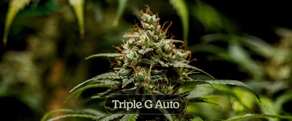 Triple G Auto