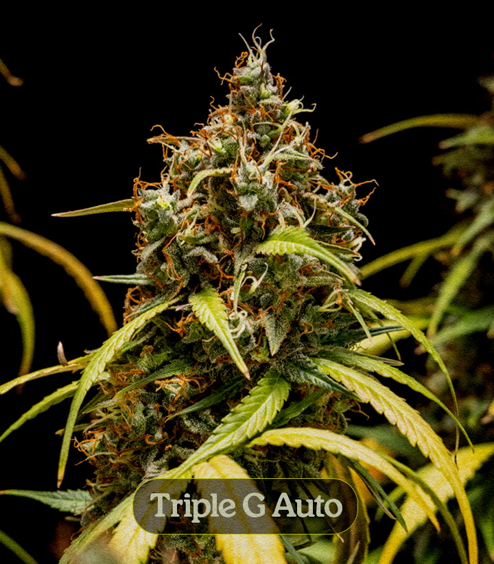 Triple G Auto