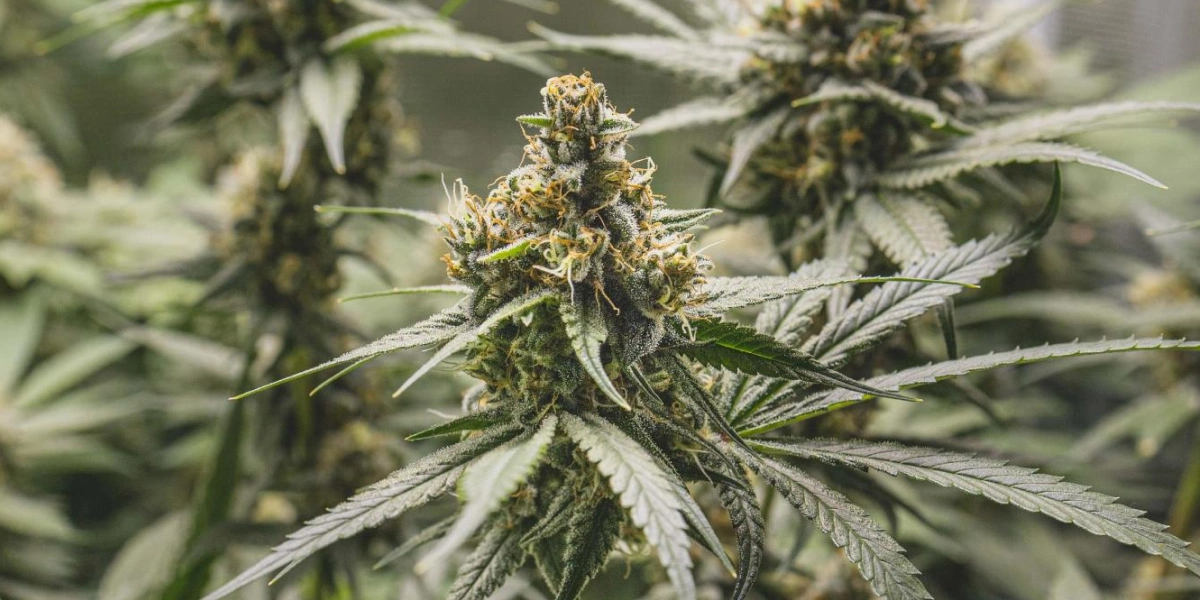 Pianta di cannabis Tropical Mirage con cime dense e resinose, pistilli arancioni, foglie ghiacciate e crescita in fioritura compatta.