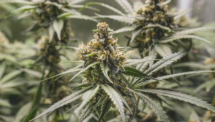 Pianta di cannabis Tropical Mirage con cime dense e resinose, pistilli arancioni, foglie ghiacciate e crescita in fioritura compatta.