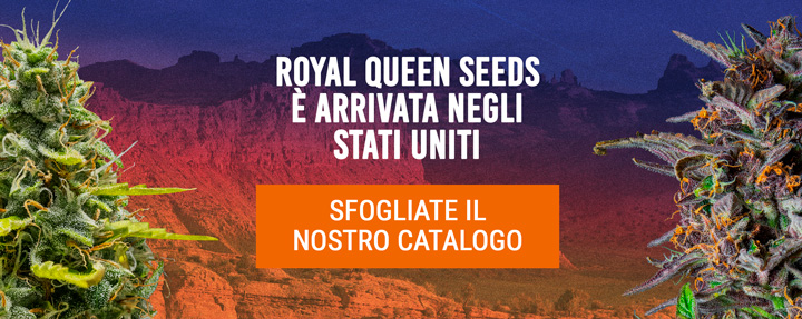 Royal Queen Seeds USA