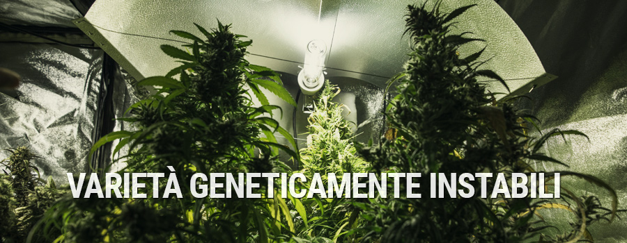 Varietà Geneticamente Instabili Varietà Geneticamente Instabili