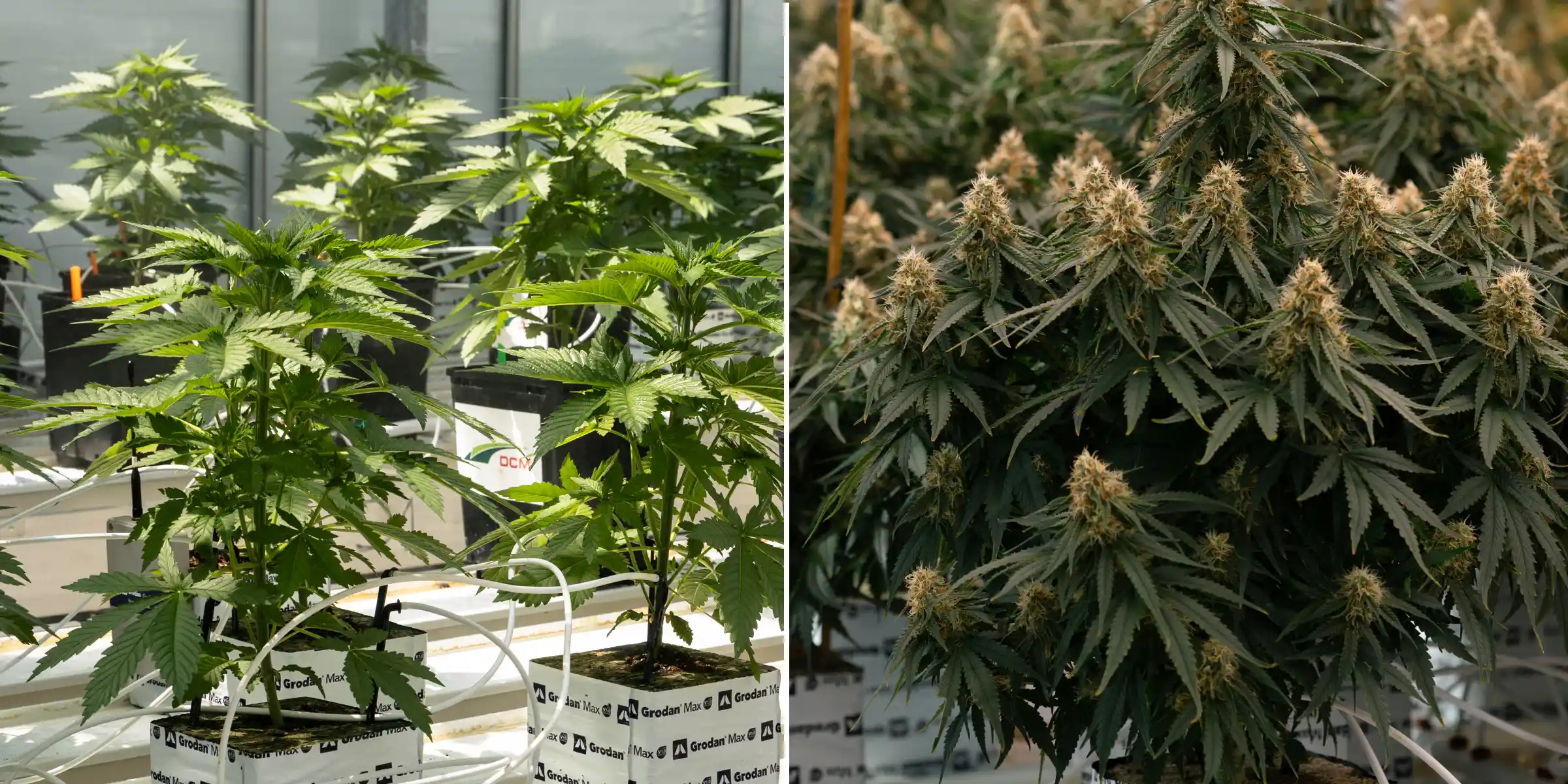 Confronto fianco a fianco tra piante di cannabis in fase vegetativa e in fioritura, con giovani piante in blocchi di lana di roccia con linee di irrigazione accanto a piante mature con dense cole fiorite.