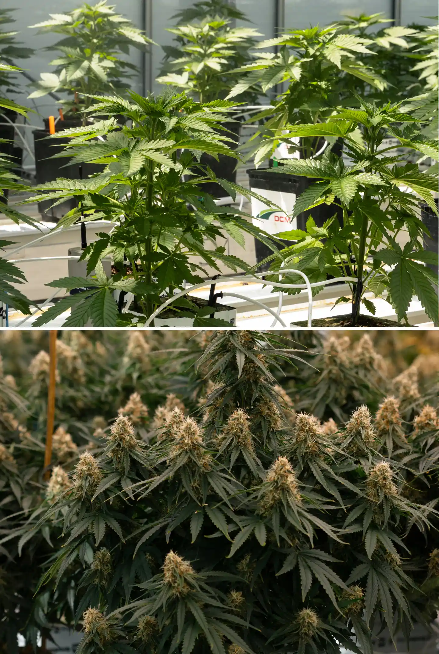 Confronto fianco a fianco tra piante di cannabis in fase vegetativa e in fioritura, con giovani piante in blocchi di lana di roccia con linee di irrigazione accanto a piante mature con dense cole fiorite.