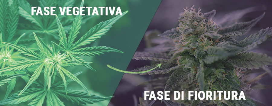 Fase Vegetativa, Fase di Fioritura 